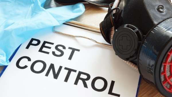 These simple DIY pest control tips can keep your home free from unwanted visitors.
